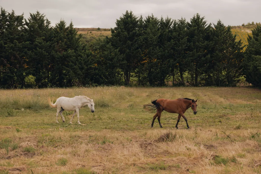 Horses grazing on the Domaine de Bourigeols estate in Limoux, southern France, home to Limusic Residential Recording Studio
